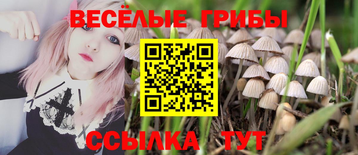 Галлюциногенные грибы Psilocybine cubensis Сосновый Бор